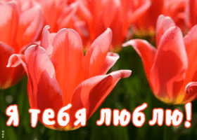 Открытка открытка я тебя люблю с цветами
