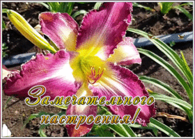 Картинка открытка яркого настроения