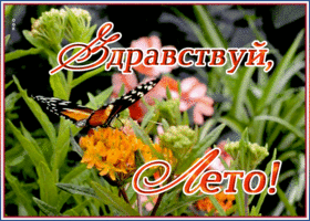 Картинка открытка здравствуй лето