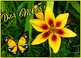 Картинка открытка желтая лилия