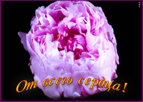Открытка пион от всего сердца