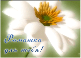 Картинка плейкаст ромашка для тебя