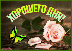 Picture поразительная открытка хорошего дня с розой