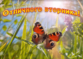 Картинка пожелание отличного вторника от души