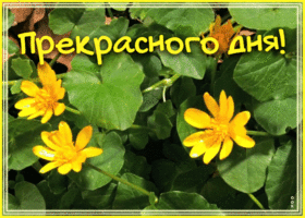 Картинка пожелание прекрасного дня с цветами