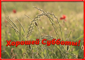 Картинка позитивная картинка с субботой