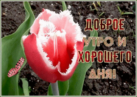 Открытка позитивная открытка доброе утро