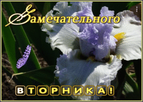 Открытка прекрасная картинка с вторником