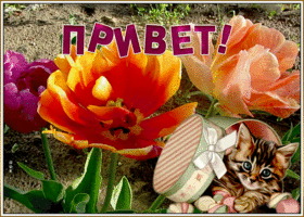 Открытка прекрасная открытка привет