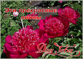 Картинка прекрасная открытка с пионами