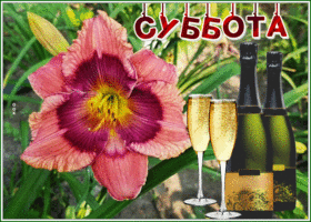 Postcard прекрасная открытка с субботой с шампанским