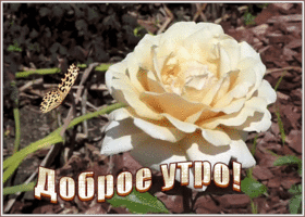 Картинка прелестная открытка доброе утро