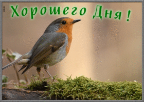Открытка прикольная открытка хорошего дня