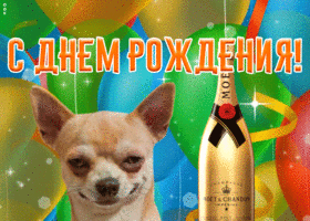 Открытка прикольная открытка с днем рождения с собакой