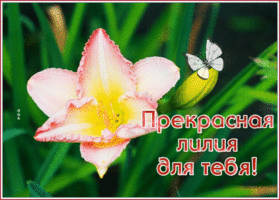 Открытка прикольная открытка с цветами