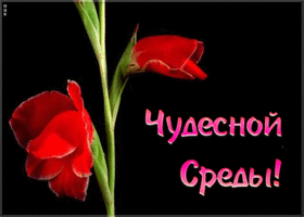 Картинка прикольная открытка со средой