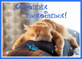 Picture прикольная открытка хороших выходных с котиком