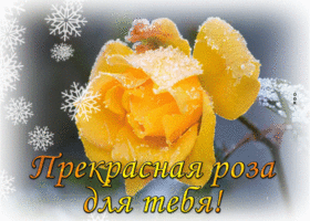 Picture привлекательная гиф-открытка с прекрасной розой для тебя