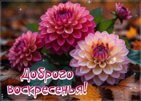 Postcard приятная картинка, доброго и тёплого воскресенья!