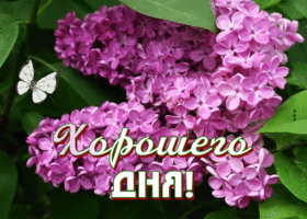 Postcard приятная картинка хорошего дня с сиренью