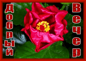 Открытка приятная открытка добрый вечер