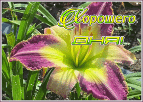 Картинка приятная открытка хорошего дня