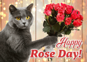 Picture rose day