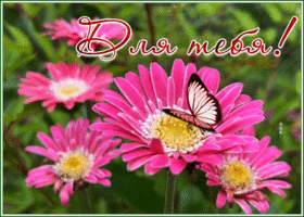 Postcard с цветами