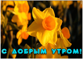 Открытка с добрым утром вас