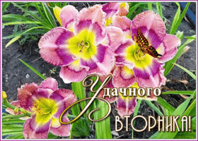 Открытка шикарная открытка с вторником