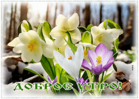 Postcard сияющая гиф-открытка, доброе милое утро