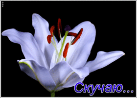 Картинка скучаю по тебе сильно