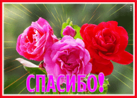 Picture сочная открытка спасибо с розами
