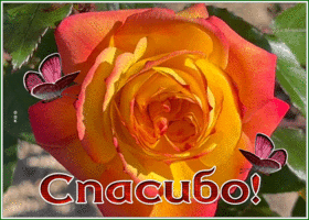 Picture спасибо большое