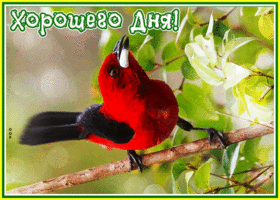 Открытка сверкающая открытка хорошего дня