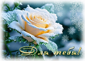 Picture сверкающая гиф-открытка, для тебя эта зимняя розы