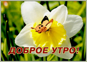 Открытка свежая картинка доброе утро