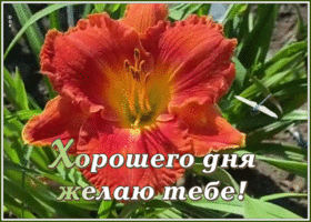 Картинка трогательная картинка хорошего дня