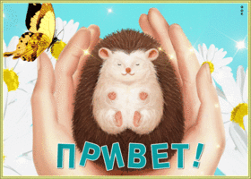 Картинка трогательная открытка привет