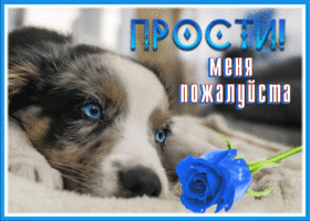 Picture трогательная открытка прости меня, пожалуйста, с песиком