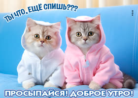 Picture ты что, еще спишь? просыпайся! доброе утро!
