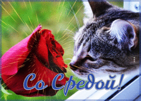 Picture удивительная картинка со средой, с кошечкой