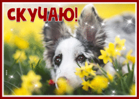 Postcard удивительная открытка скучаю с песиком и цветами