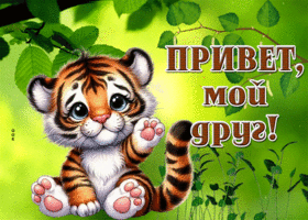 Postcard вдохновляющая гиф-открытка, привет моему другу от тигренка