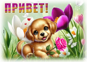 Postcard великодушная гиф-открытка, милый привет