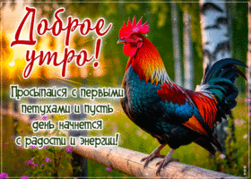 Picture великолепная гиф-открытка, просыпайся с первыми петухами