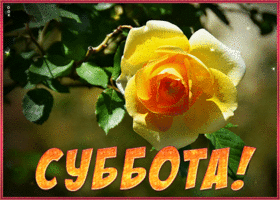 Picture великолепная открытка суббота с желтой розочкой