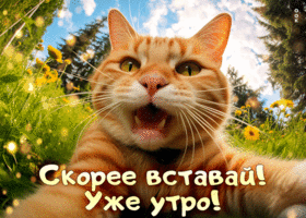Postcard веселая гиф-открытка скорее вставай! уже утро!