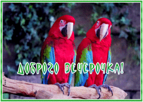 Открытка веселая открытка добрый вечер