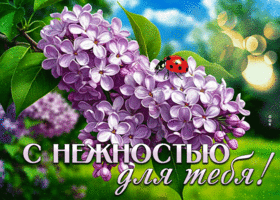 Postcard весенняя гиф-открытка, с нежностью для тебя